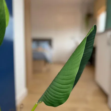 Terraza De Ciudad, Familly *