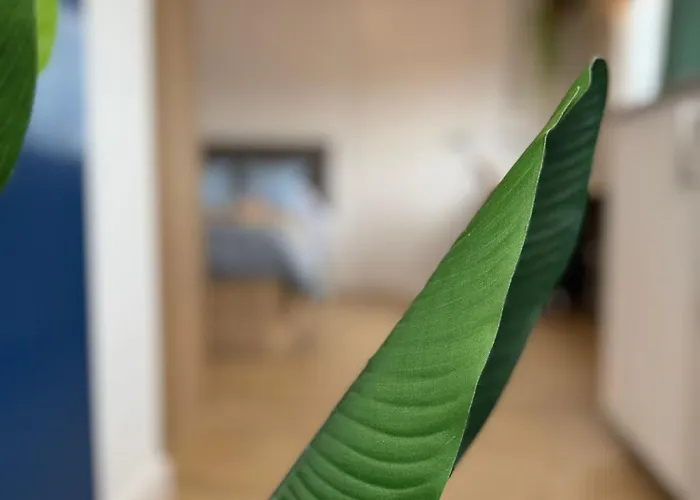 Terraza De Ciudad, Familly *